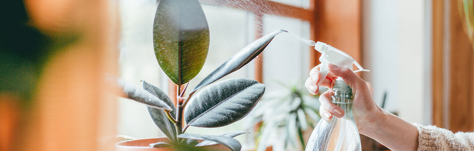 A Guide to the Best Water for Houseplants