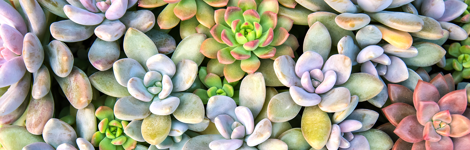 Tips and Tricks to Garden Creatively in a Drought
